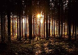 forest sun