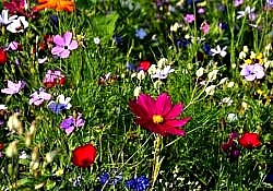 flowers WA service 2026