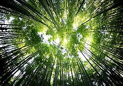 Bamboo Leaf Canopy ii Bamboo Leaf Canopy ii