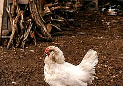 chicken 3 chicken 3